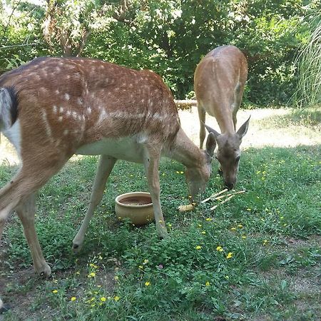 Apartament Cascina Bricco Ovada Zewnętrze zdjęcie